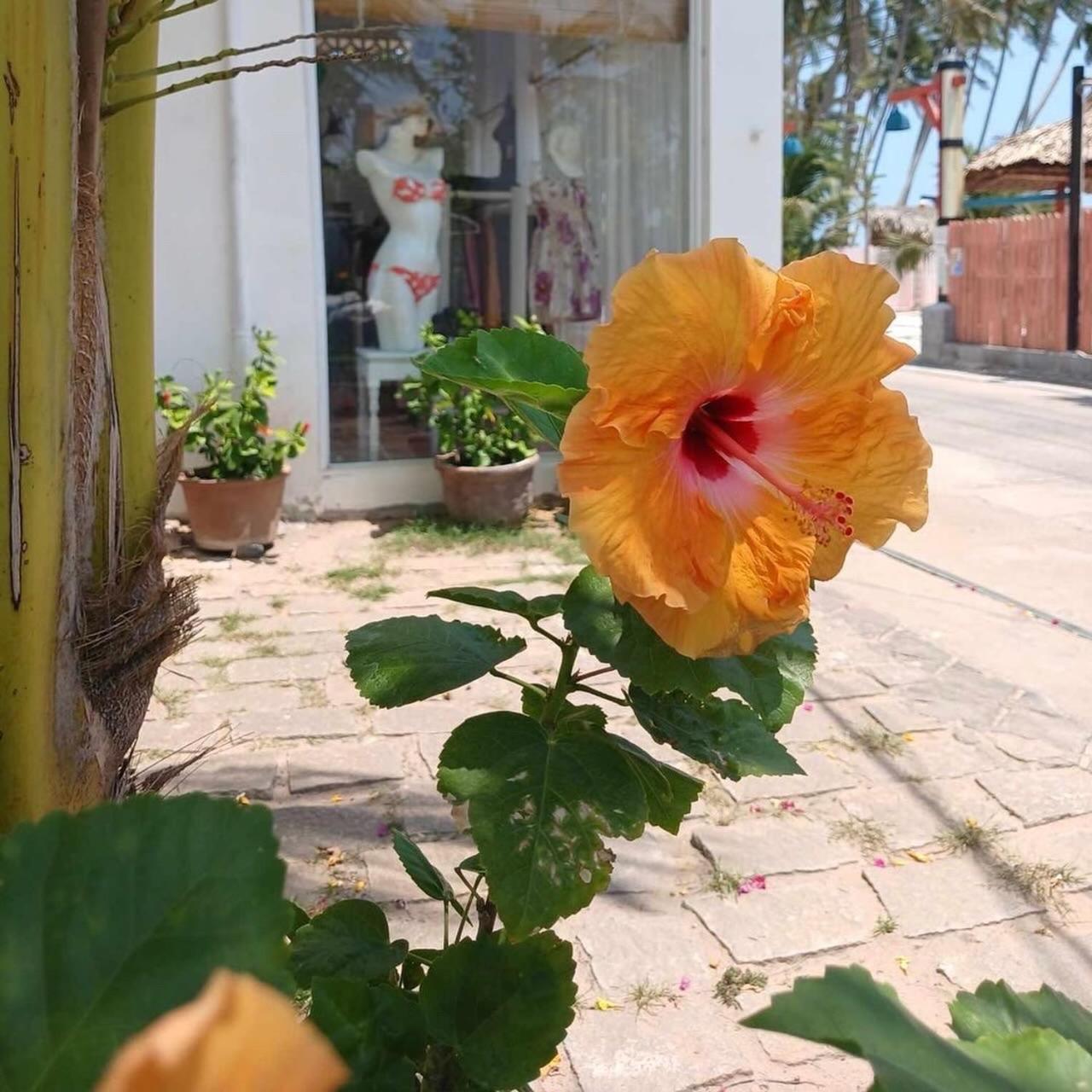 Hotel A L Y S S A Seaside Muine Mui Ne Esterno foto